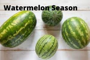 Watermelon Season